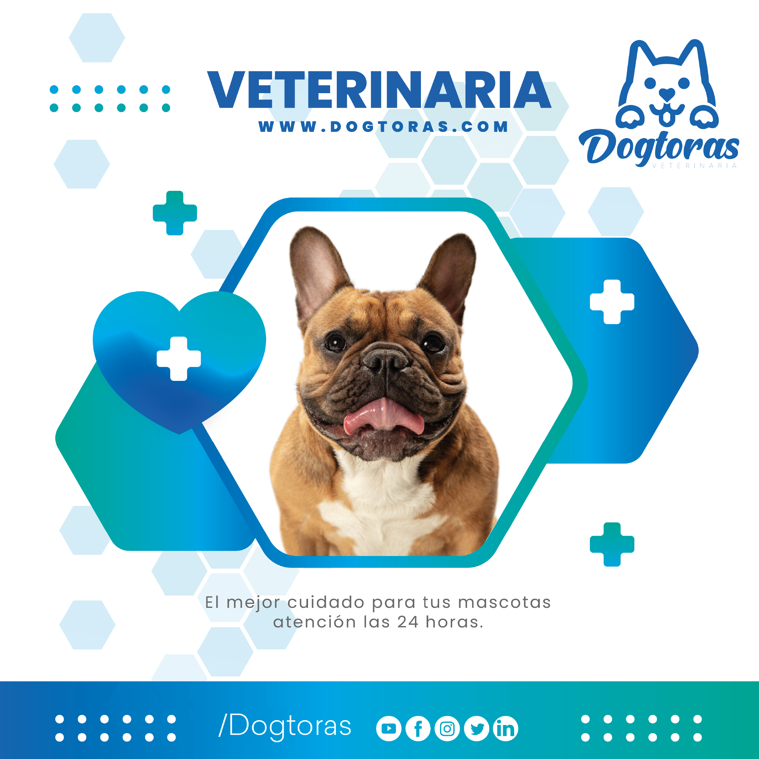 veterinaria dogtor